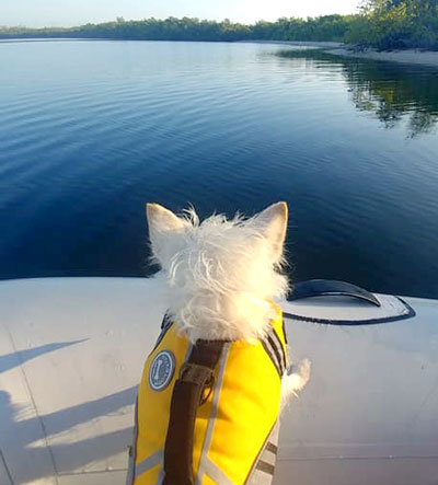 Sitemap | Elliott, Owens Distributors Mascot Dog, Looking for Ashore from His Inflatable Raft